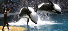 Blackfish (2013) and How SeaWorld Doth Protest Too Much